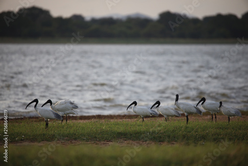 Photography A group of ibis birds stands attentively by the shimmering water of a large lake
