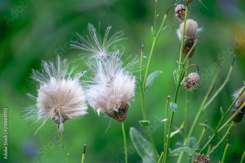 The fluffy heads of wild flowers on a summer day