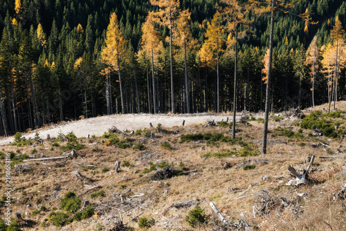 Cuadro en lienzo Gravel forest road through a logged clearing with larch trees and tree stumps in
