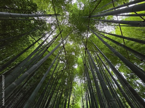 Foto Tall bamboo stalks reaching skyward in dense grove wilderness