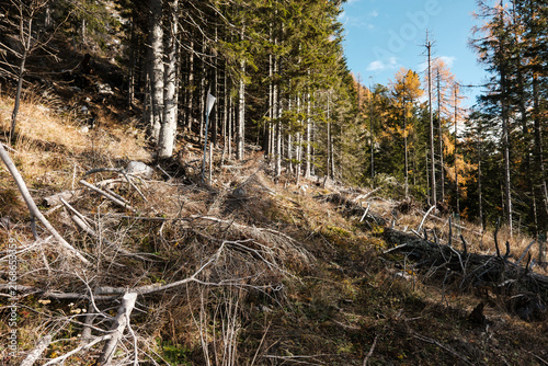 Konstfotografi Fallen branches and tree stumps in a Slovenian larch forest with autumn colours
