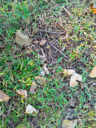 Green grass growing through dry leaves and dead foliage on brown earth, showing renewal and natural decay