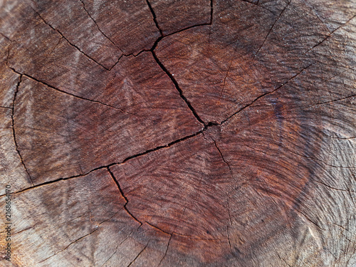 Konstfotografi Dark wood grain radiates from center