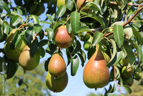Birnen am Baum kurz vor der Ernte