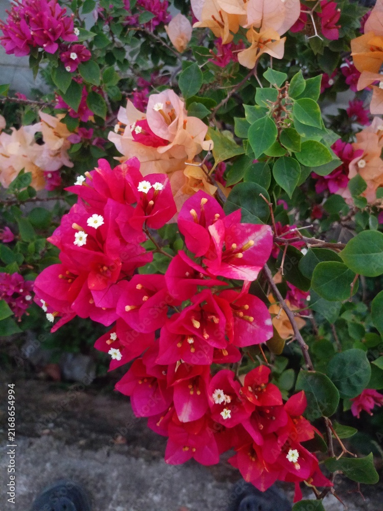 Obraz premium bouquet of pink roses