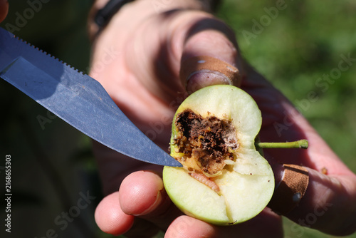 Apfelwickler Raupe im Apfel