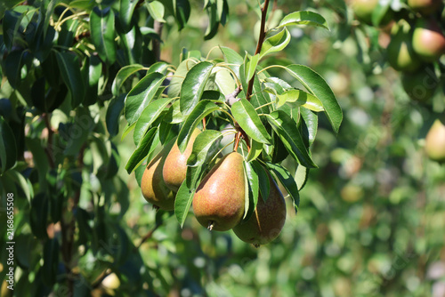 Birnen am Baum kurz vor der Ernte