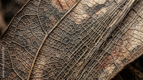 Macro of a Decomposing Leaf: A close-up, detailed view of a decaying leaf, revealing intricate vein patterns and the delicate, weathered texture of organic matter in its final stages of decomposition.