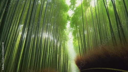 Enchanting Bamboo Forest Pathway with Sunlight Streaming Through Green Canopies.