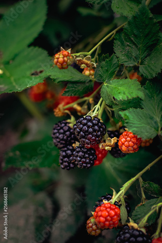 Фотография Close-up of ripe blackberries on a garden branch, featuring a dense cluster of g