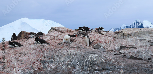 Konstfotografi Gentoo penguin defending nest rocky ridge antarctic colony
