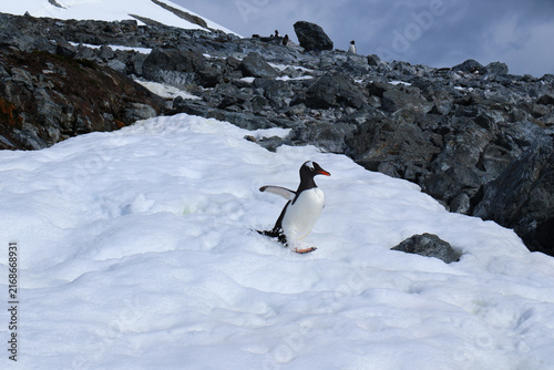 Foto Gentoo penguin stumbling downhill snow slope rocky outcrop