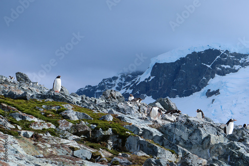 Quadro su tela Gentoo penguins resting mossy green slope antarctic mountains
