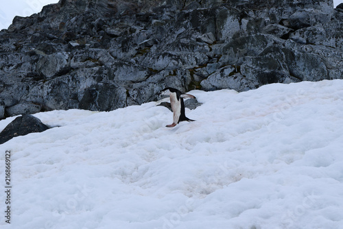 Canvastavla Single gentoo penguin hopping snow slope dark rock outcrop