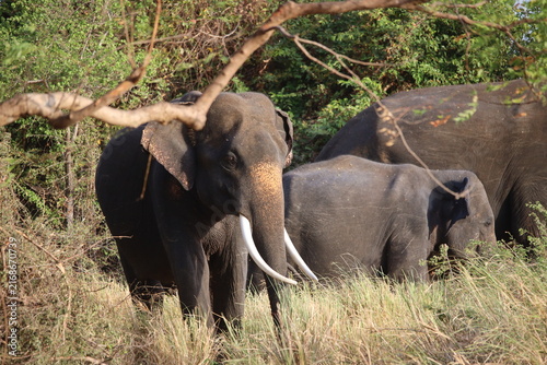 Foto Tusker elephant turns its head while standing near bushes with other herd members in the wild