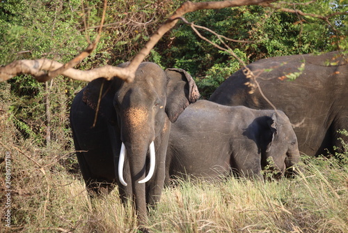 Foto Tusker elephant stands near trees in its natural jungle habitat.
