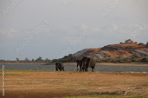 Canvas Print Elephants traverse the dry landscape beside a wide lake under a soft overcast sky