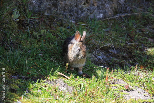 Bild auf Leinwand Andean tapeti or common tapeti (Sylvilagus brasiliensis andinus), also known as the Brazilian cottontail, forest cottontail, is a species of cottontail rabbit