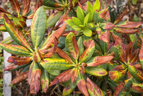 Ornamental shrub showing reddish, discolored and heat-stressed foliage after exposure to intense summer heat. The image illustrates plant stress caused by extreme temperatures, drought.