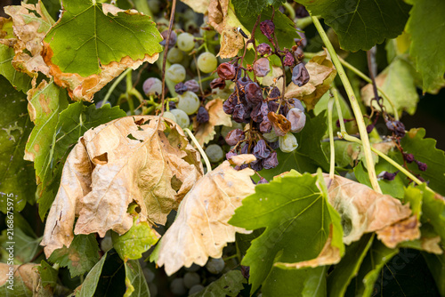 Grapevine showing visible signs of heat stress and drought, with damaged leaves and ripening grapes affected by extreme summer temperatures. The image illustrates the impact of climate change.