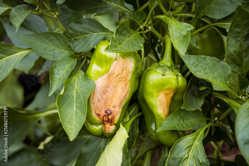 Green bell peppers showing visible heat and sun damage while growing on the plant during a period of extreme summer temperatures. The image illustrates heat stress, drought conditions.