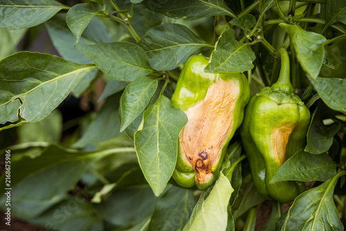 Green bell peppers showing visible heat and sun damage while growing on the plant during a period of extreme summer temperatures. The image illustrates heat stress, drought conditions.