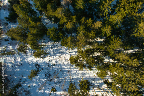 Top down aerial view of evergreen forest covered with snow in winter
