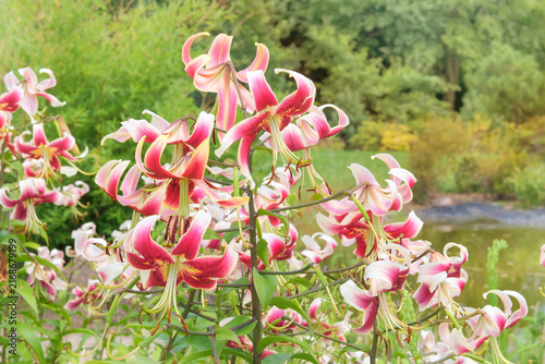 Pink Lilies. Lilies is blooming. Landscape plant. Nature floral background. Cottage garden in sunny day.