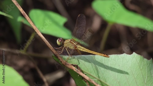 Green and Red Dragonfly  Resting on a Leaf in Lush Grass and Natural Wildlife Habitat