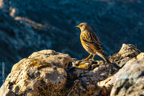 Cuadro en lienzo Alpine accentor bird perching on mountain rock