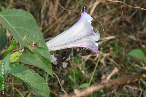 Datura plant flowers. Its common names thornapples, jimsonweeds, devils trumpets, moonflower, devils weed and stramonium. Hindus offer it to Lord Shiva. It is used a lot in Ayurvedic medicines.

