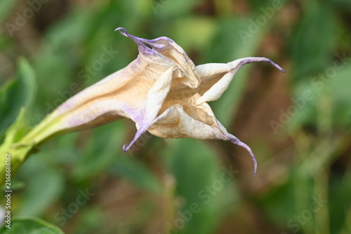 Datura plant flowers. Its common names thornapples, jimsonweeds, devils trumpets, moonflower, devils weed and stramonium. Hindus offer it to Lord Shiva. It is used a lot in Ayurvedic medicines.
