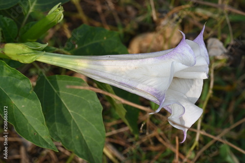 Datura plant flowers. Its common names thornapples, jimsonweeds, devils trumpets, moonflower, devils weed and stramonium. Hindus offer it to Lord Shiva. It is used a lot in Ayurvedic medicines.
