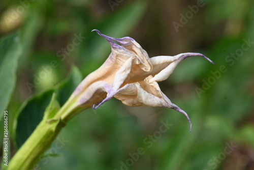 Datura plant flowers. Its common names thornapples, jimsonweeds, devils trumpets, moonflower, devils weed and stramonium. Hindus offer it to Lord Shiva. It is used a lot in Ayurvedic medicines.
