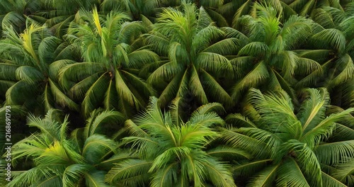 Top view of coconut trees field in the sunrise