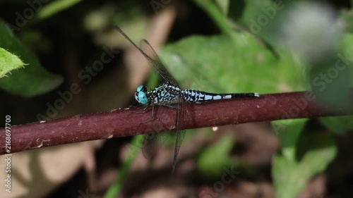 Blue Dragonfly Resting on a Green Leaf in Natural Summer Wildlife Setting