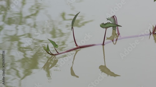 Fresh Green Grass Blowing in the Wind Along a Riverbank in a Natural Spring Landscape with Lush Foliage and Vibrant Plant Life