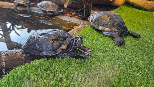 Foto Two Turtles Relaxing by a Pond