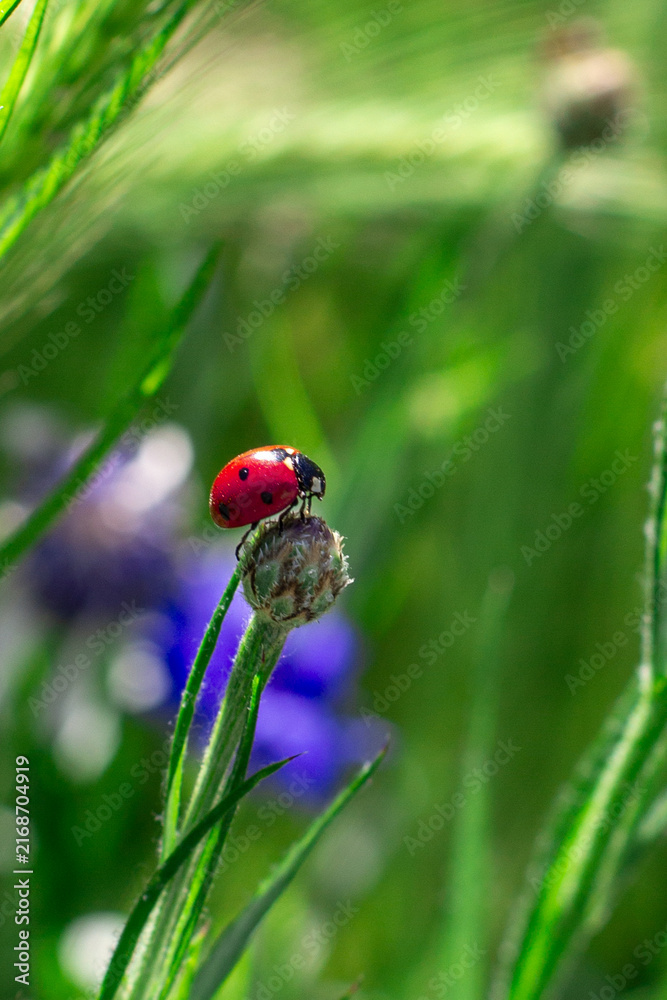 Fototapeta premium ladybug on a blade of grass