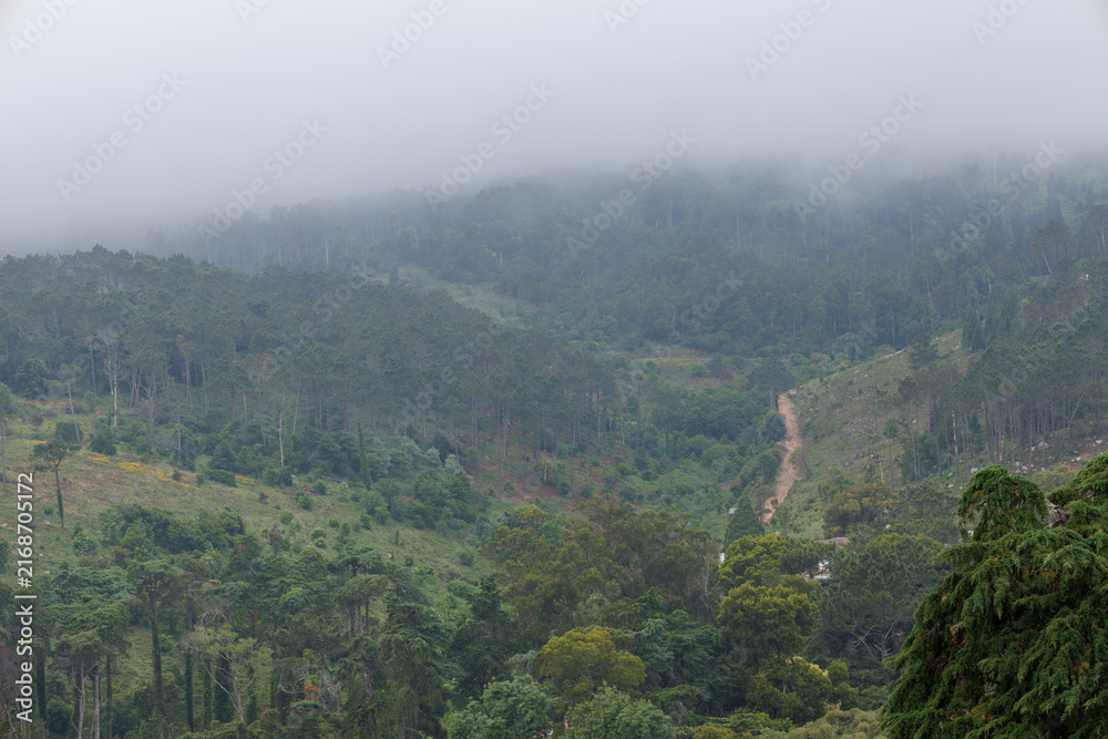 Fototapeta premium Foggy mountain landscape with winding road through green forest