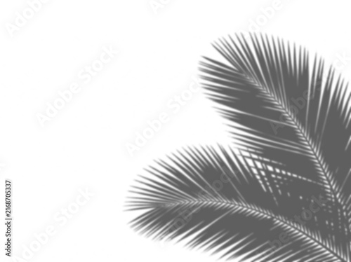 Tropical Palm Leaf Shadow Overlay on White Background, Minimalist Summer Frame