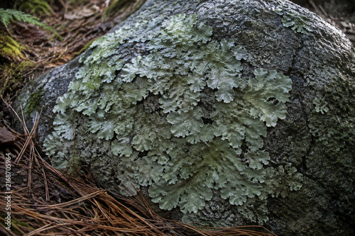 Foliose lichen on granite boulder, nature texture and ecosystem concept
