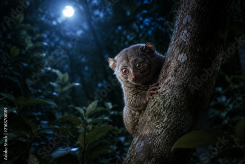 Moonlight through jungle canopy illuminates a small potto on a tree trunk.