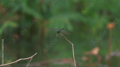 Green and Red Dragonfly  Resting on a Leaf in Lush Grass and Natural Wildlife Habitat