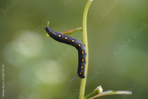 Konstfotografi Black caterpillar on a green plant stem