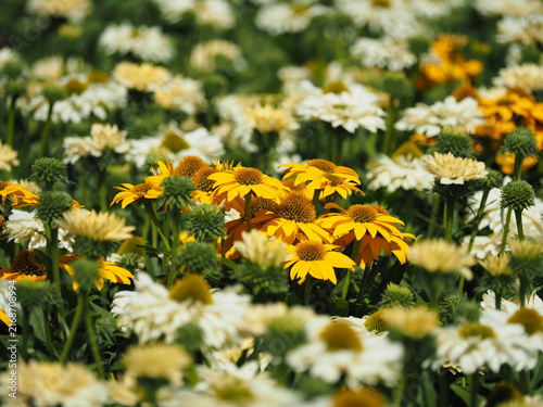 Obraz w ramie Yellow flowers among white and green plants