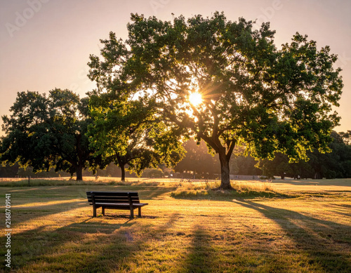 Oak tree park bench sunrise sunray grass landscape morning light tranquil park