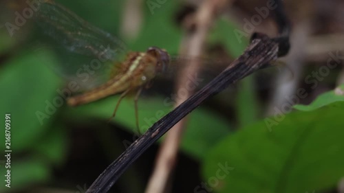 Green and Red Dragonfly  Resting on a Leaf in Lush Grass and Natural Wildlife Habitat