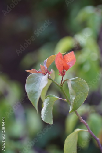 Canvastavla Orange bougainvillea flower bracts blooming on branch with soft blurred backgrou