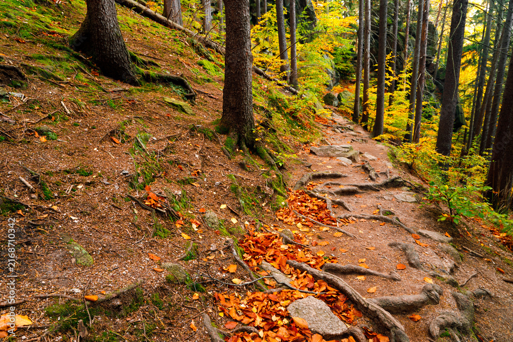 Fototapeta premium Trail. Autumn landscape with hiking trail in the mountain forest of the Karkonosze National Park in Poland, Europe